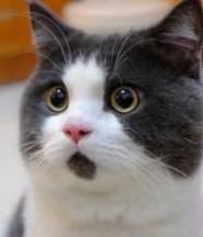 hjc888黄金城--手机版app官网